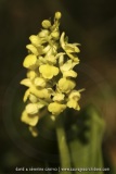 Orchis pallens