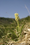 Orchis pallens