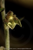 Epipactis microphylla