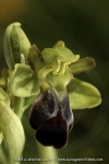 Ophrys sulcata