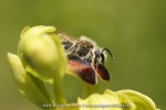 Andrena sp. et Ophrys sulcata