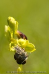 Andrena sp. et Ophrys sulcata