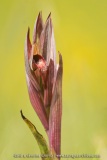 Serapias vomeracea