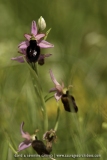 Ophrys catalaunica