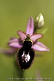 Ophrys catalaunica