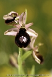 Ophrys catalaunica