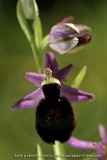 Ophrys catalaunica
