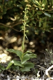 Epipactis tremolsii