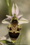 Ophrys corbariensis