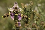 Ophrys corbariensis