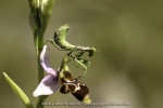 Ophrys corbariensis