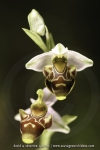 Ophrys corbariensis
