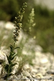 Epipactis tremolsii