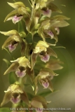 Epipactis tremolsii