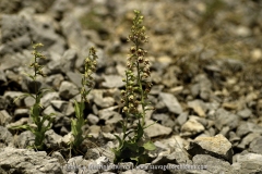 Epipactis tremolsii