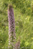 Gymnadenia pyrenaica