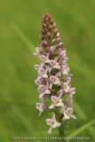 Gymnadenia pyrenaica