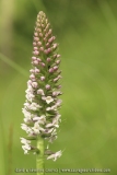 Gymnadenia pyrenaica