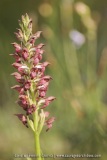 Anacamptis fragrans (Syn. Orchis fragrans)
