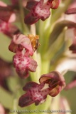 Anacamptis fragrans (Syn. Orchis fragrans)