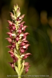 Anacamptis fragrans