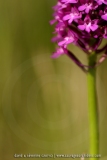 Anacamptis pyramidalis