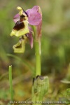Ophrys tenthredinifera