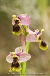 Ophrys tenthredinifera