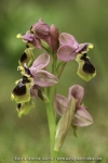 Ophrys tenthredinifera