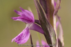 Dactylorhiza elata