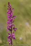 Dactylorhiza elata