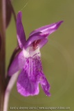 Dactylorhiza elata