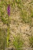 Dactylorhiza elata