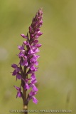 Dactylorhiza elata