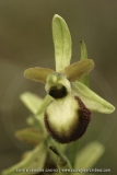 Ophrys exaltata ssp. marzuela