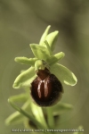 Ophrys exaltata ssp. marzuela