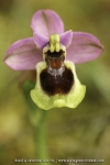 Ophrys tenthredinifera