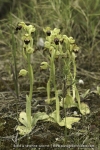 Ophrys lupercalis