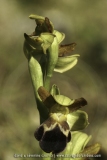 Ophrys vasconica