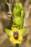 Ophrys lutea