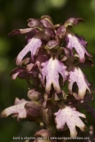 Himantoglossum robertianum