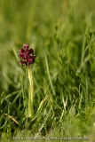 Anacamptis coriophora
