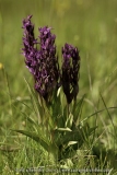 Dactylorhiza alpestris