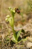 Ophrys bombyliflora