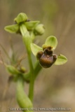 Ophrys bombyliflora
