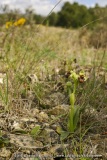 Ophrys bombyliflora