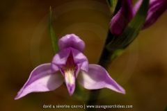 Cephalanthera rubra