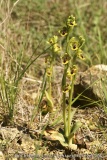 Ophrys lutea