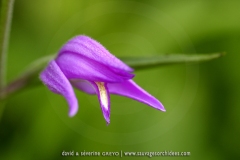 Cephalanthera rubra