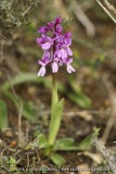 Orchis olbiensis